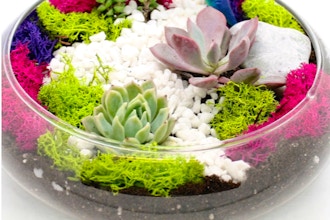 Plant Nite: Succulent Garden in Glass Lily Bowl